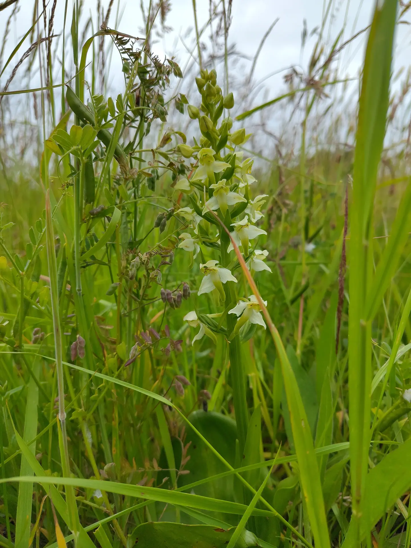 Greater Butterfly Orchid © Simon Hunt